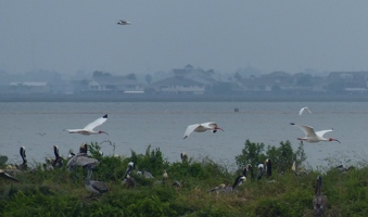 White Ibis in flight